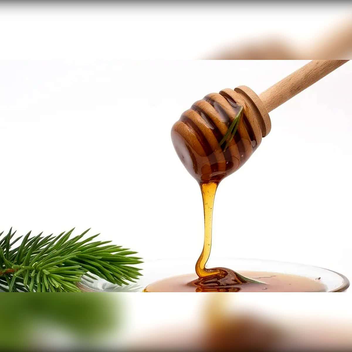Med od borovih iglica — sa mladim izdancima belog bora