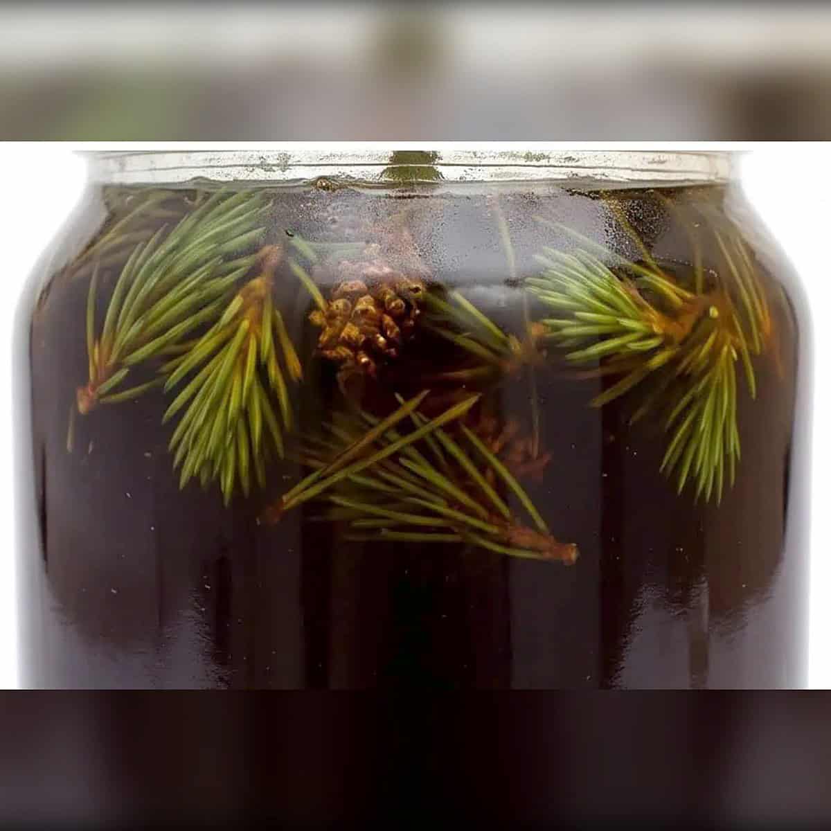 Med od borovih iglica — sa mladim izdancima belog bora