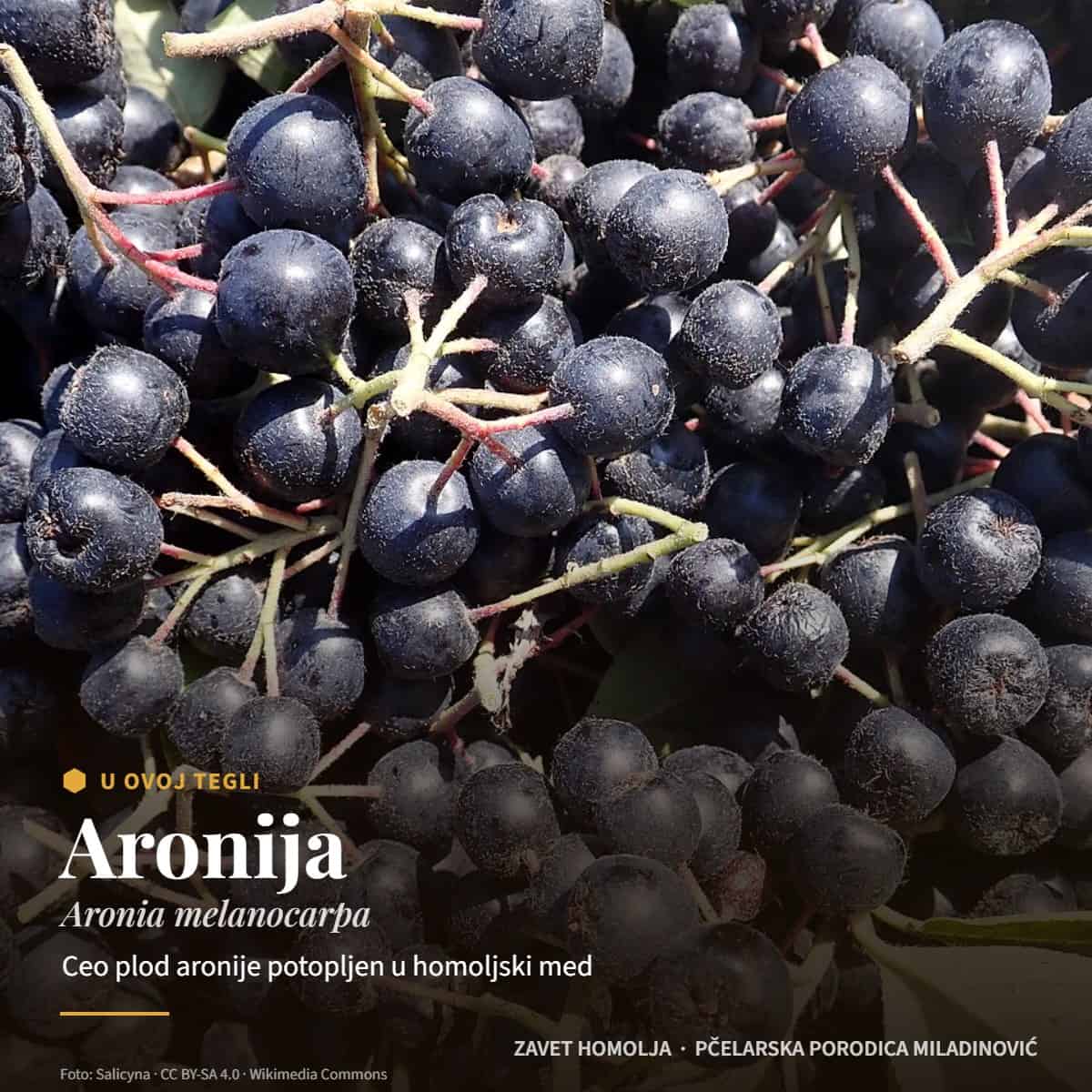 Aronija (Aronia melanocarpa) — Aronija u medu