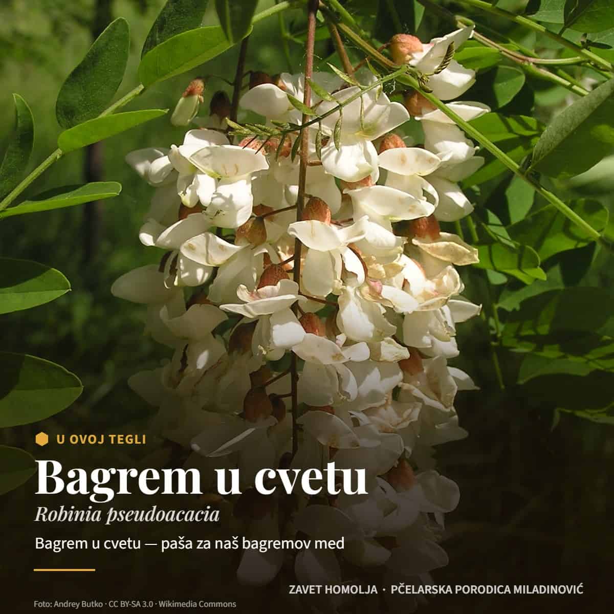 Bagrem u cvetu (Robinia pseudoacacia) — Bagremov med sa Homolja