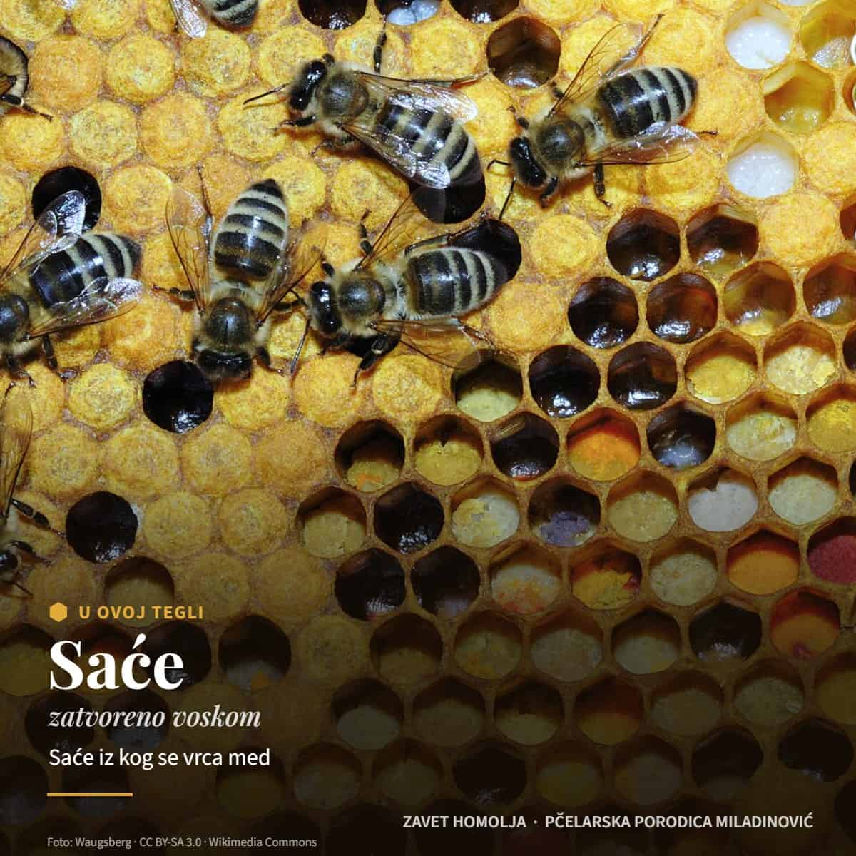 Saće (zatvoreno voskom) — Bagremov med sa Homolja