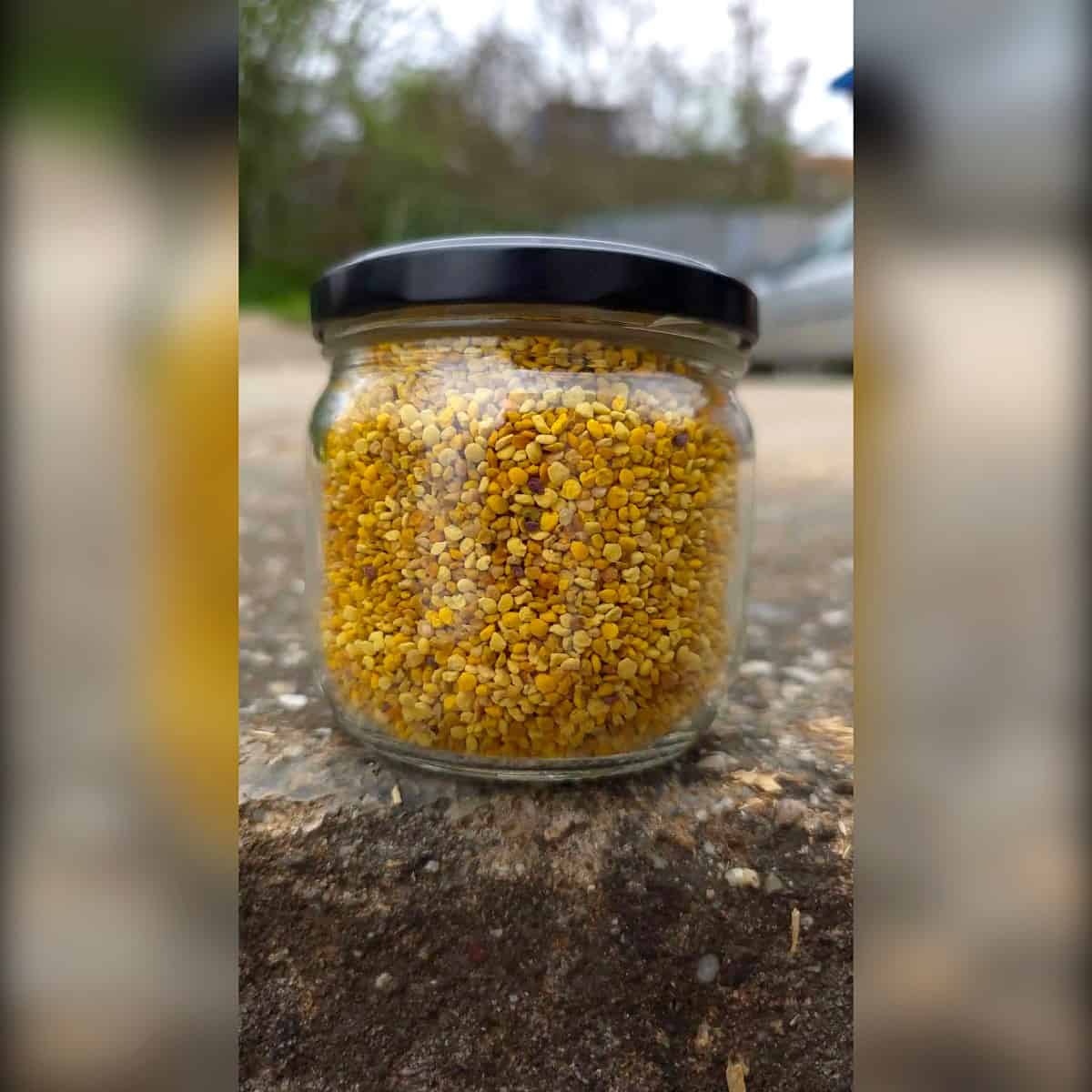 cvetni polen granule