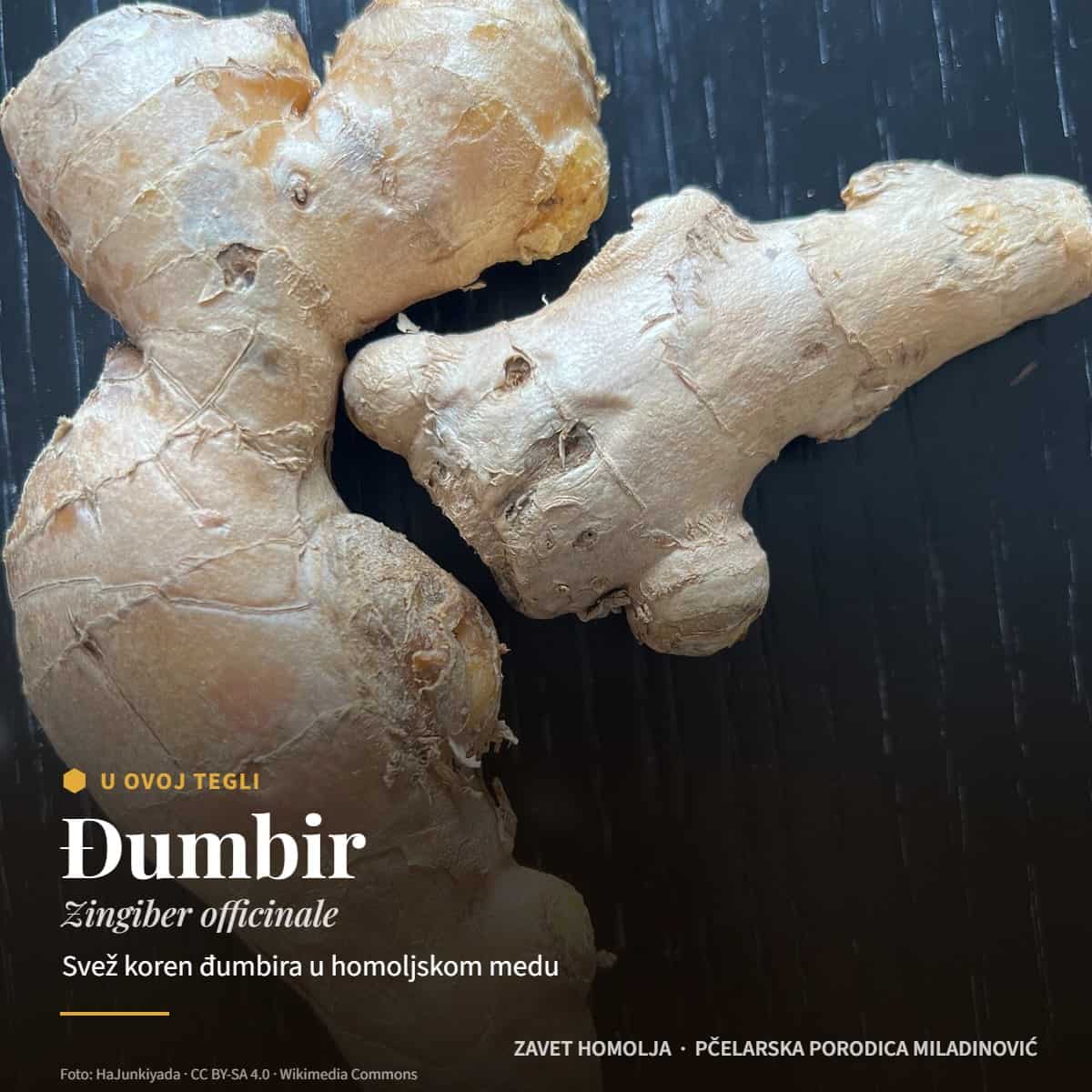 Đumbir (Zingiber officinale) — Đumbir u medu