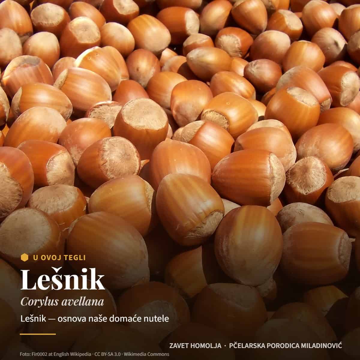 Lešnik (Corylus avellana) — Domaća Nutela bez šećera