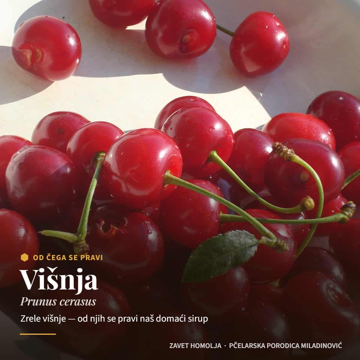 Višnja (Prunus cerasus) — Domaći sirup od višanja sa Homolja