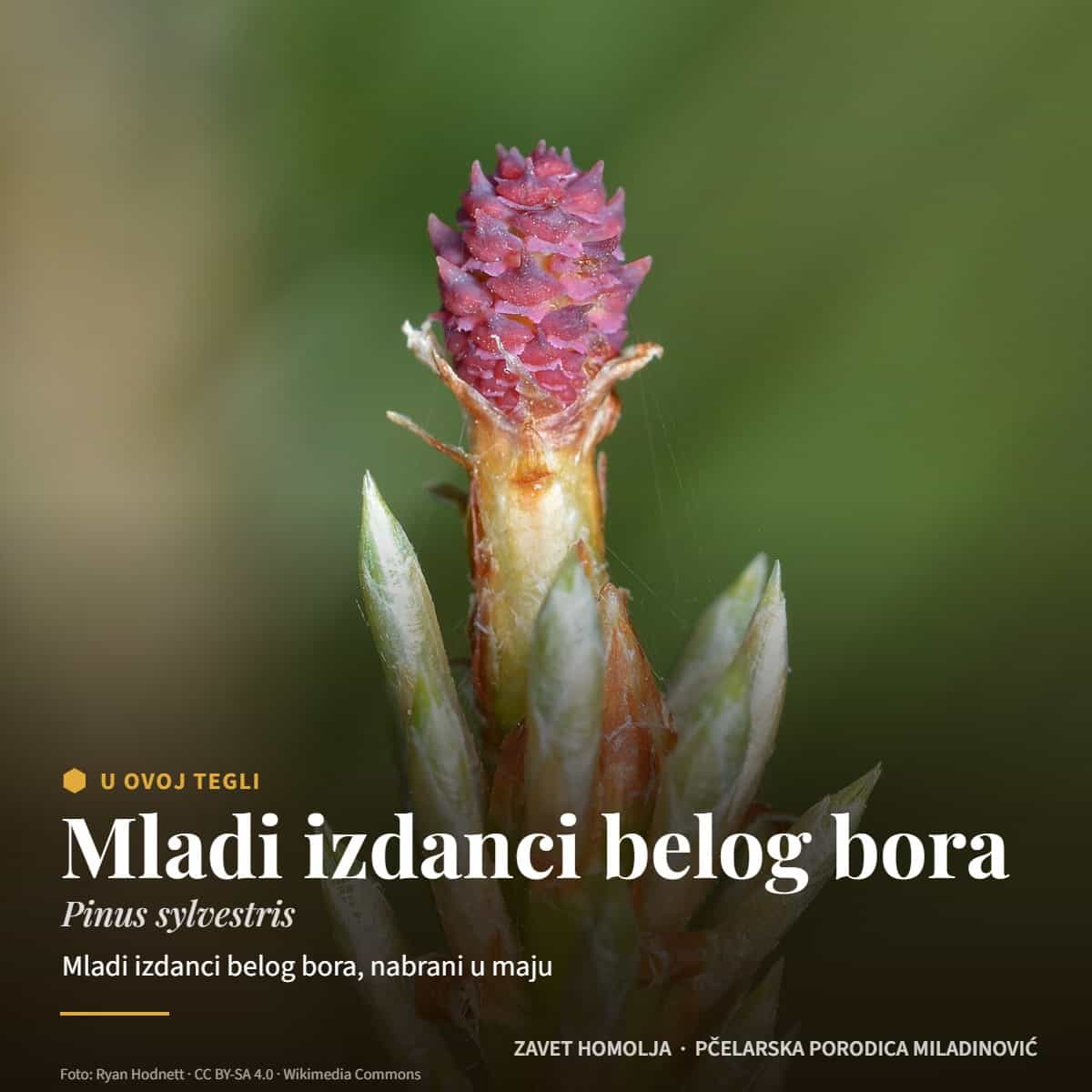 Mladi izdanci belog bora (Pinus sylvestris) — Med od borovih iglica