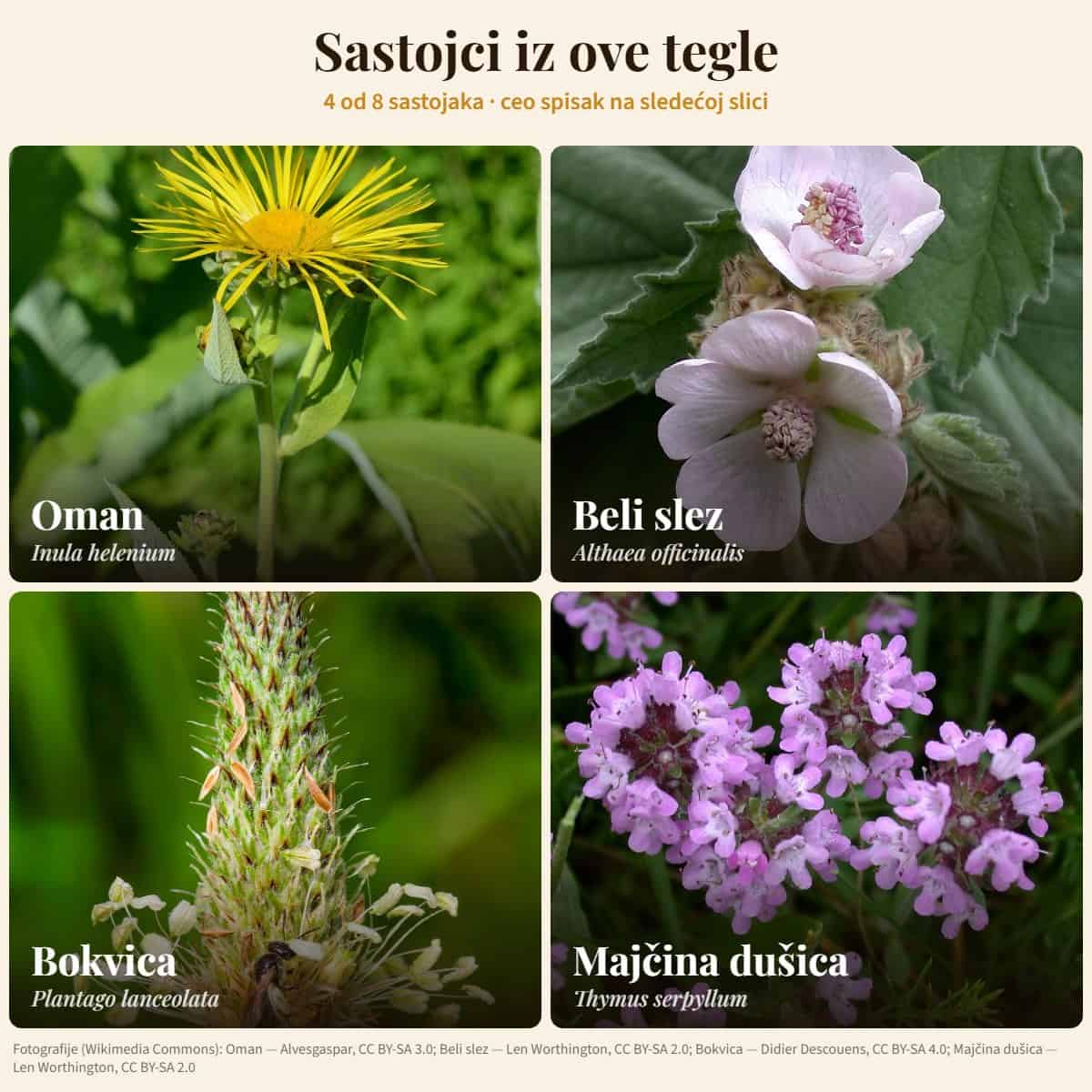 Sastojci: Oman, Beli slez, Bokvica, Majčina dušica — Med za pluća i kašalj