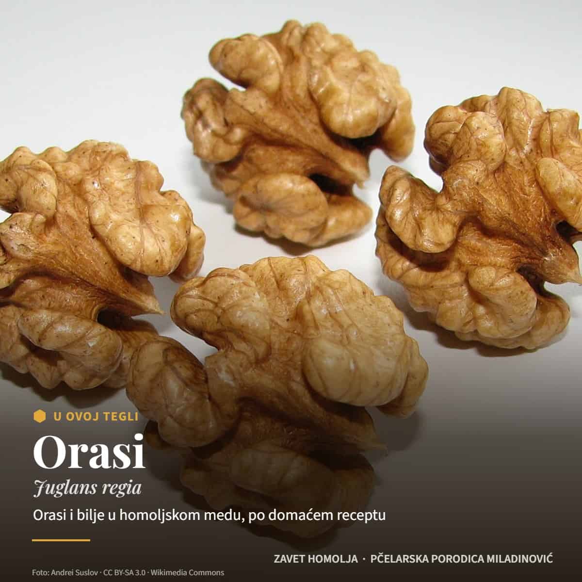 Orasi (Juglans regia) — Med za potenciju