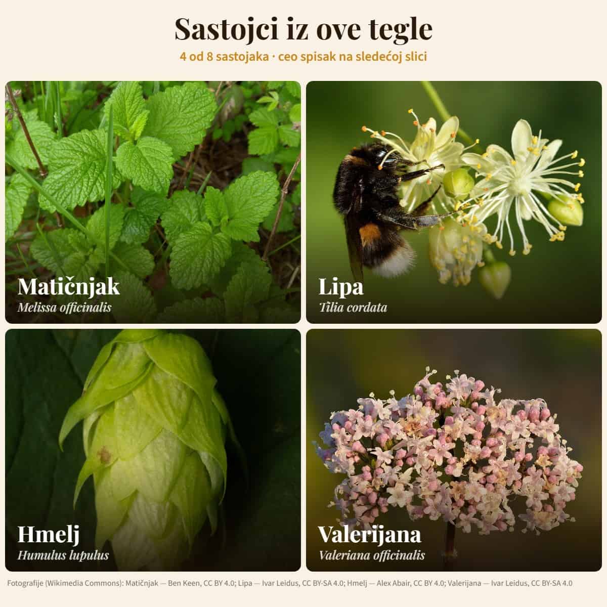 Sastojci: Matičnjak, Lipa, Hmelj, Valerijana — Med za smirenje i san