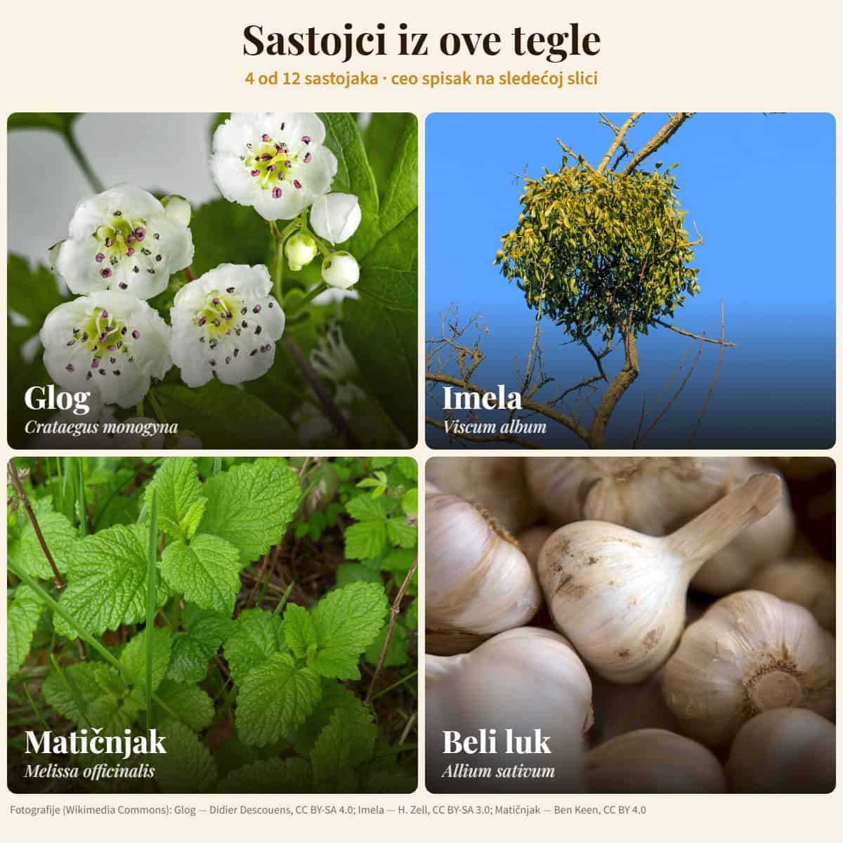 Sastojci: Glog, Imela, Matičnjak, Beli luk — Med za srce i krvne sudove