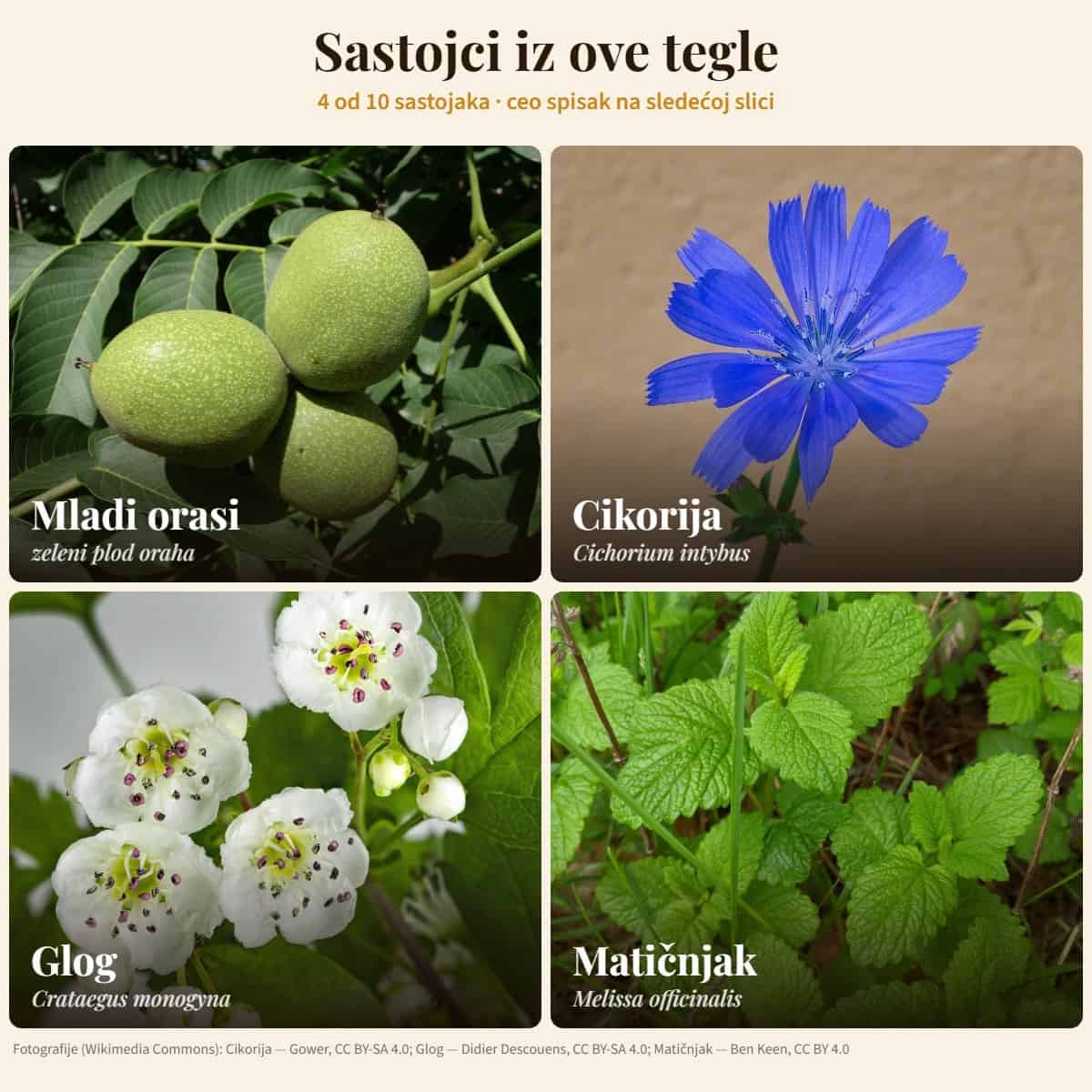 Sastojci: Mladi orasi, Cikorija, Glog, Matičnjak — Med za štitnu žlezdu