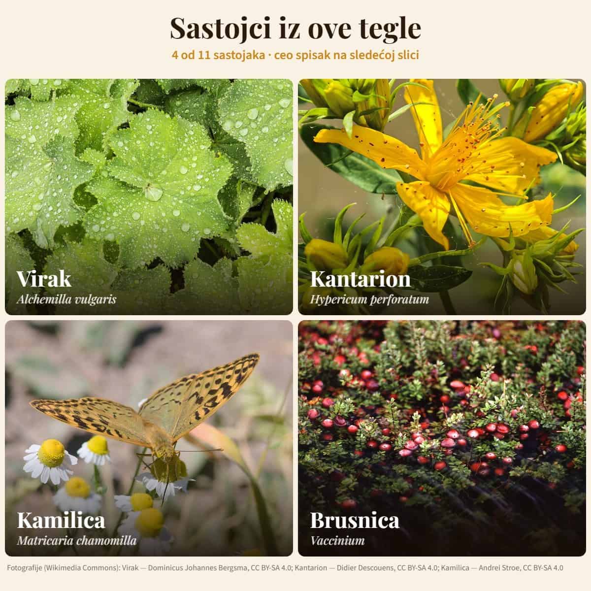 Sastojci: Virak, Kantarion, Kamilica, Brusnica — Med za ženske upale
