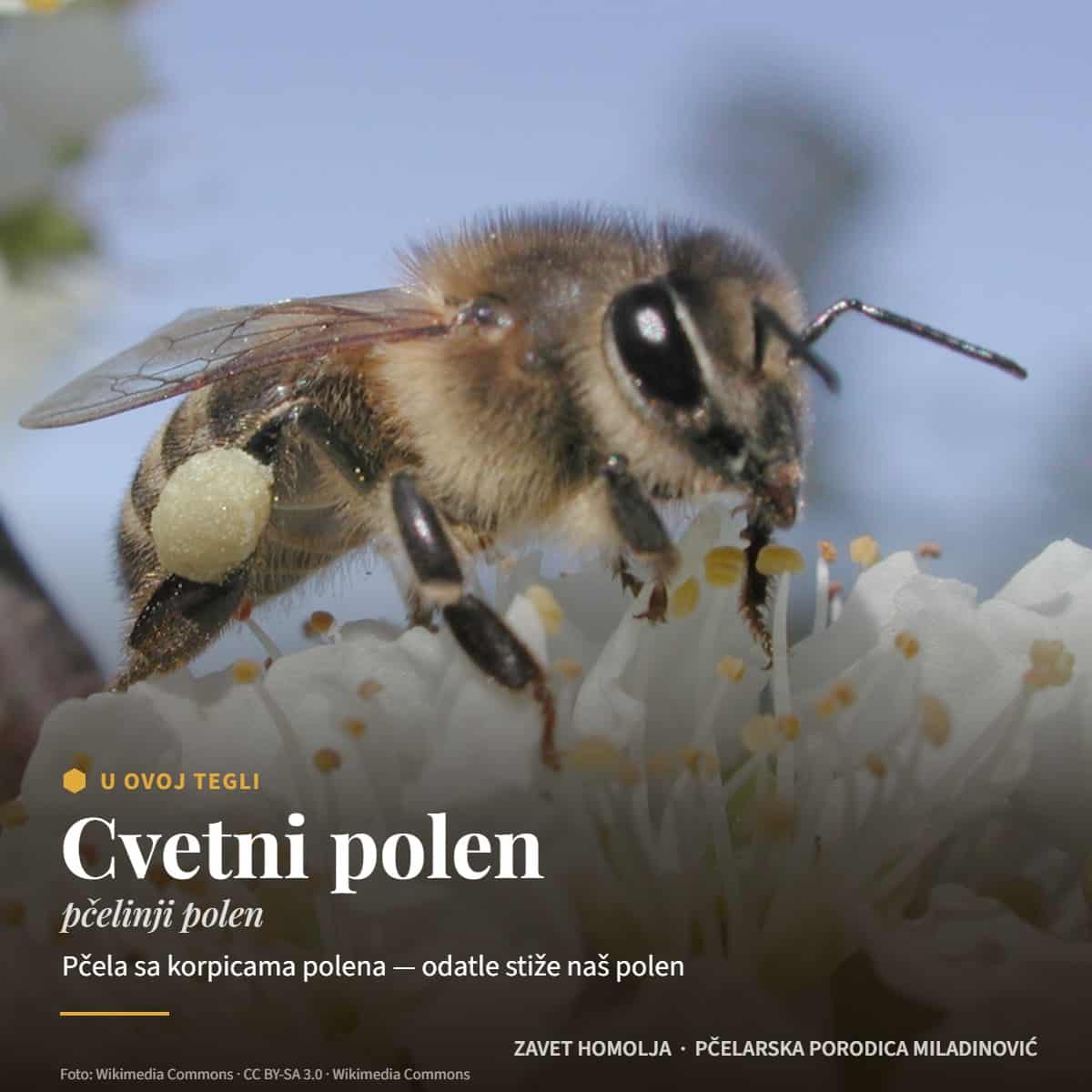 Cvetni polen (pčelinji polen) — Pčelinji polen (polenov prah)