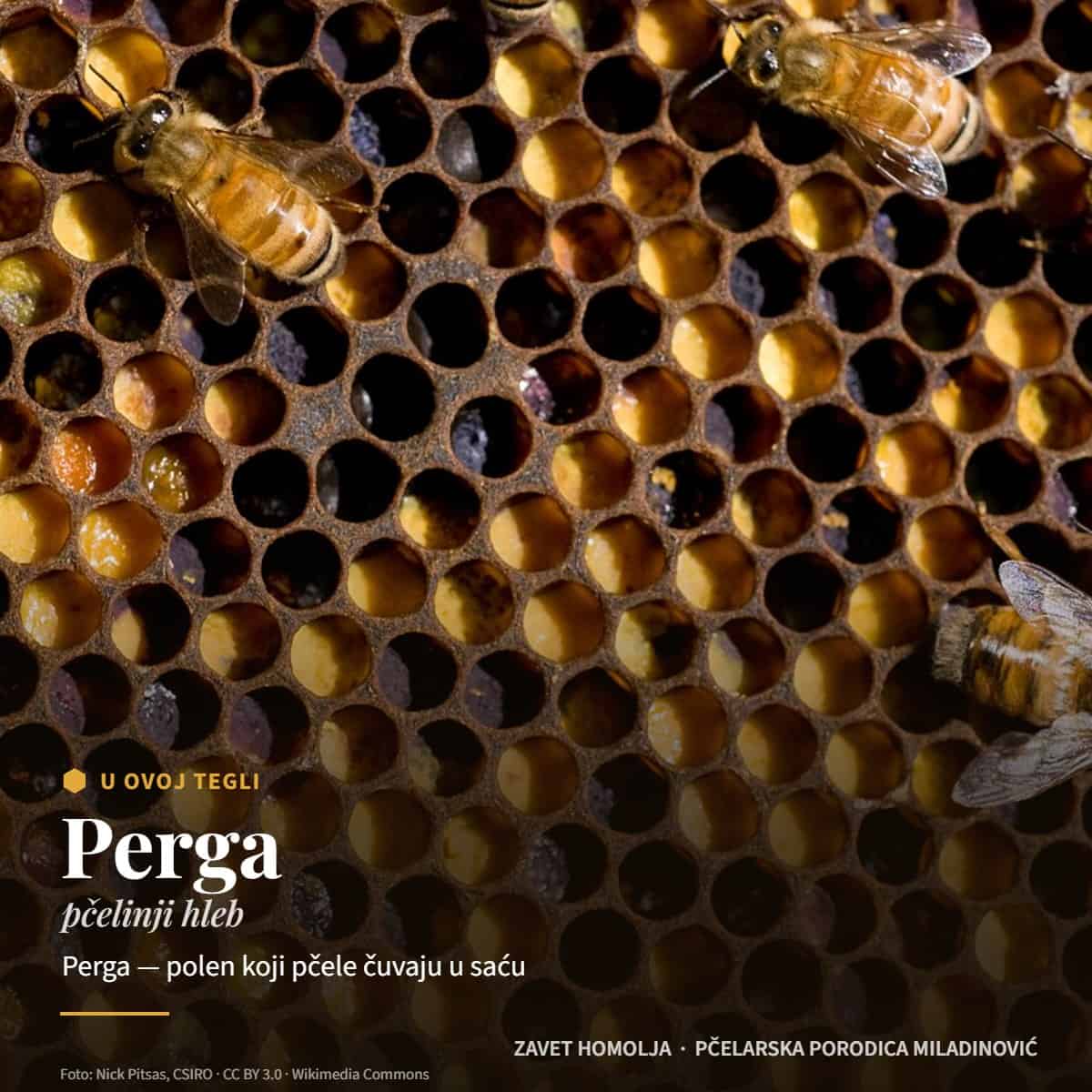 Perga (pčelinji hleb) — Perga u medu