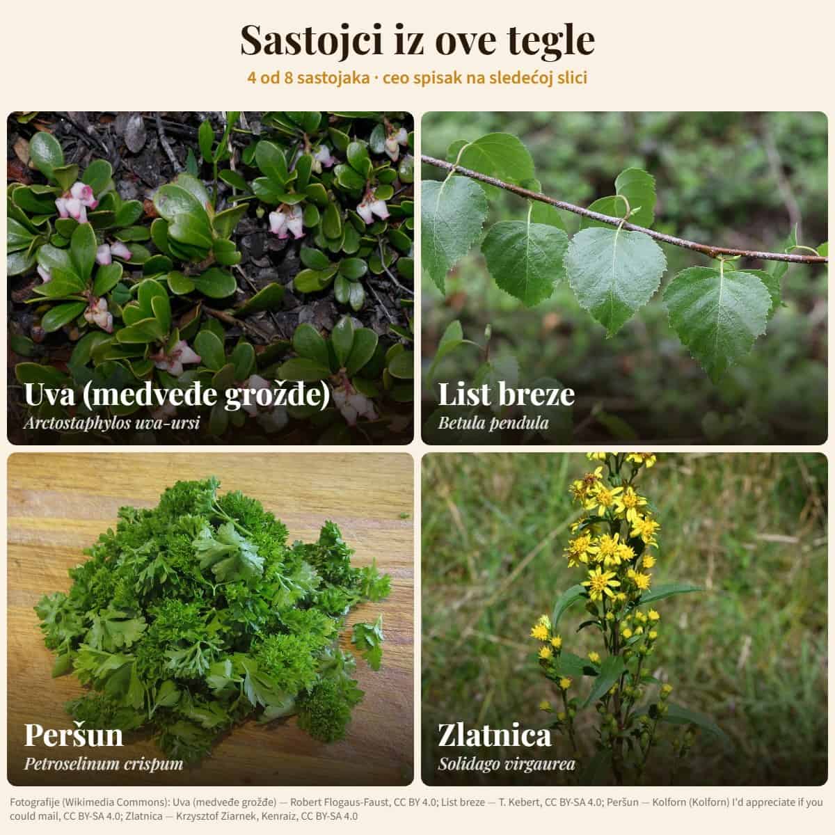 Sastojci: Uva (medveđe grožđe), List breze, Peršun, Zlatnica — Preparat za urinarne infekcije