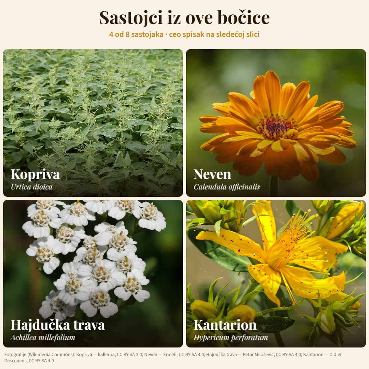 Sastojci: Kopriva, Neven, Hajdučka trava, Kantarion — Venodoksin kapi